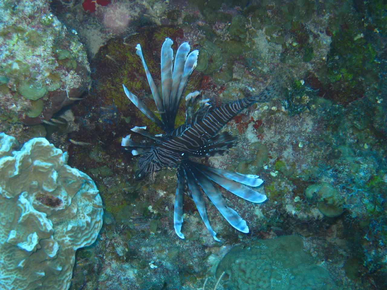 Caribbean Dives