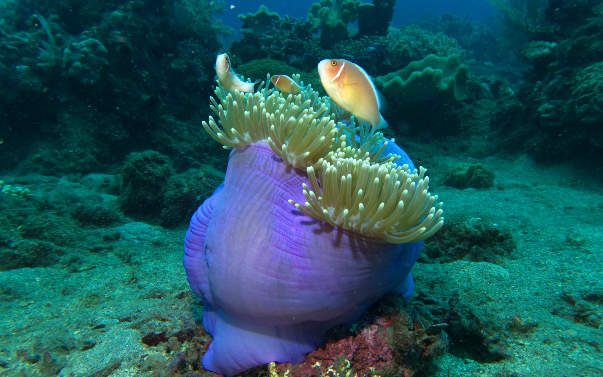 Janji Laut Diving